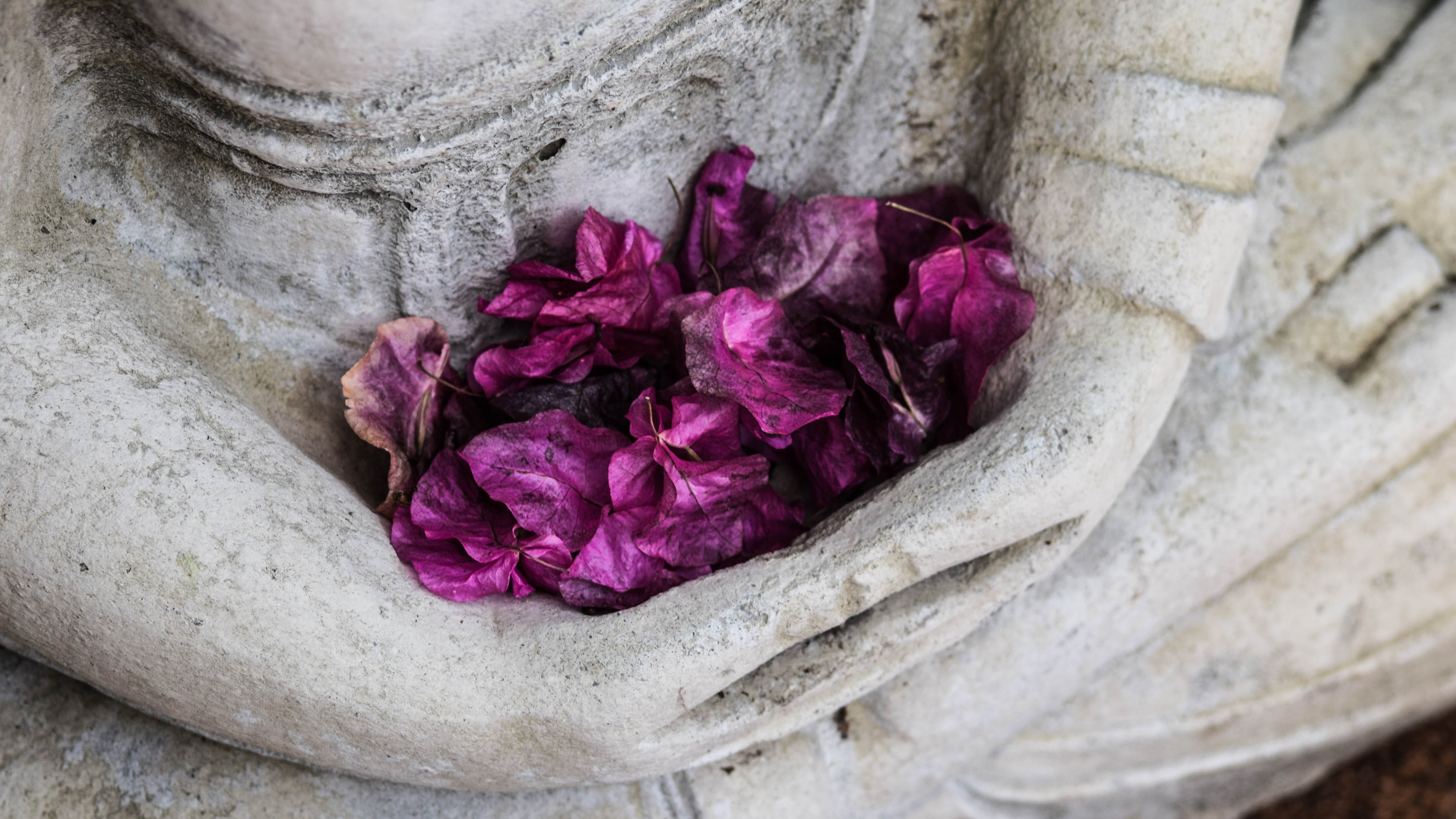 Buddha mit Blütenblätter